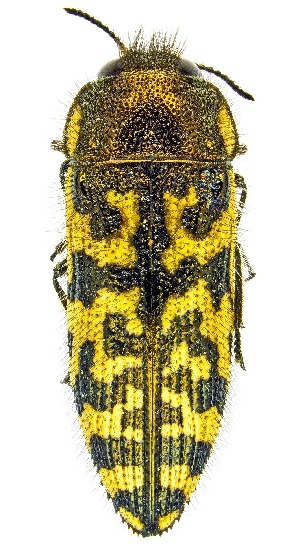  ( - UAIC1159153)  @11 [ ] Copyright  Salvador Vitanza Unspecified