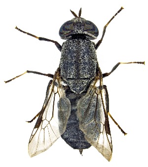  ( - UAIC1159200)  @11 [ ] Copyright  Salvador Vitanza Unspecified