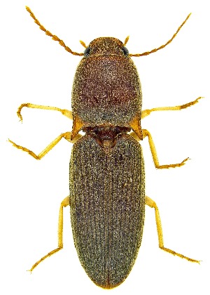  ( - UAIC1159204)  @11 [ ] Copyright  Salvador Vitanza Unspecified