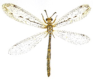  ( - UAIC1159234)  @11 [ ] Copyright  Salvador Vitanza Unspecified