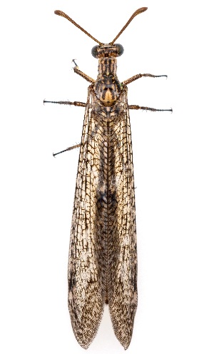  (Scotoleon nigrescens - UAIC1159244)  @11 [ ] Copyright  Salvador Vitanza Unspecified