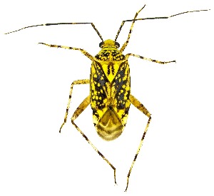  ( - UAIC1159252)  @11 [ ] Copyright  Salvador Vitanza Unspecified