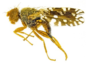  ( - UAIC1159262)  @11 [ ] Copyright  Salvador Vitanza Unspecified