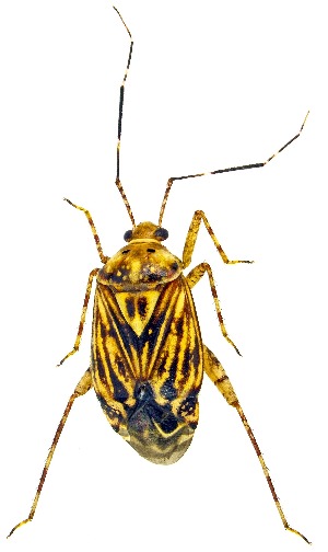  ( - UAIC1159300)  @11 [ ] Copyright  Salvador Vitanza Unspecified