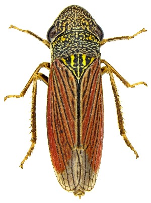  ( - UAIC1159347)  @11 [ ] Copyright  Salvador Vitanza Unspecified