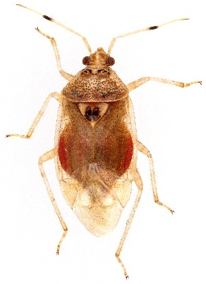  ( - UAIC1159392)  @11 [ ] Copyright  Salvador Vitanza Unspecified