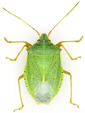  (Chlorocoris flaviviridis - UAIC1159395)  @11 [ ] Copyright  Salvador Vitanza Unspecified