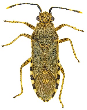  ( - UAIC1159401)  @11 [ ] Copyright  Salvador Vitanza Unspecified