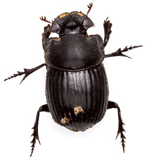  ( - UAIC1159446)  @11 [ ] Copyright  Salvador Vitanza Unspecified