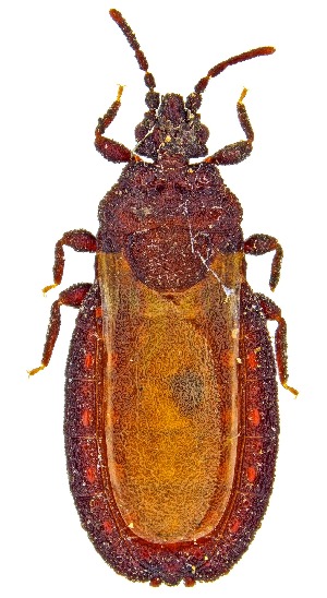  (Aneurus minutus - UAIC1159456)  @11 [ ] Copyright  Salvador Vitanza Unspecified