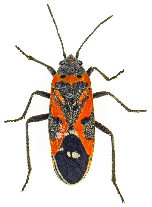  ( - UAIC1159554)  @11 [ ] Copyright  Salvador Vitanza Unspecified