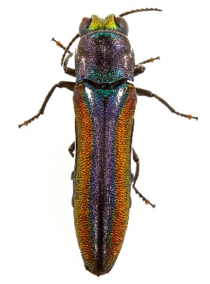  ( - UAIC1159795)  @11 [ ] Copyright  Salvador Vitanza Unspecified