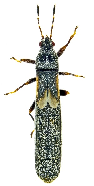  (Toonglasa - UAIC1159849)  @11 [ ] Copyright  Salvador Vitanza Unspecified