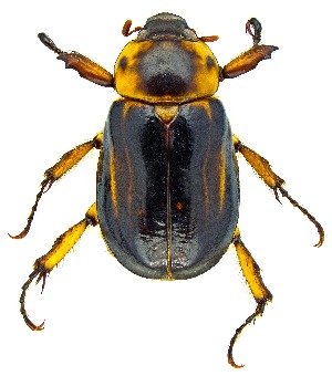  ( - UAIC1159941)  @11 [ ] Copyright  Salvador Vitanza Unspecified