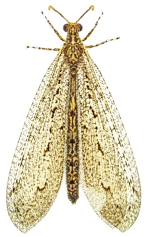  ( - UAIC1159972)  @11 [ ] Copyright  Salvador Vitanza Unspecified