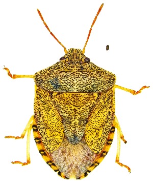  (Dendrocoris arizonensis - UAIC1159996)  @11 [ ] Copyright  Salvador Vitanza Unspecified