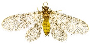  (Nallachius pulchellus - UAIC1159997)  @11 [ ] Copyright  Salvador Vitanza Unspecified