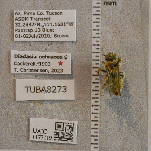  ( - UAIC1177119)  @11 [ ] CC BY (2025) Arizona-Sonora Desert Museum Arizona-Sonora Desert Museum