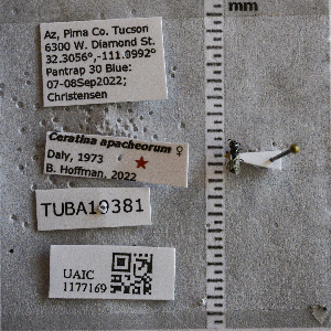  ( - UAIC1177169)  @11 [ ] CC BY (2025) Arizona-Sonora Desert Museum Arizona-Sonora Desert Museum