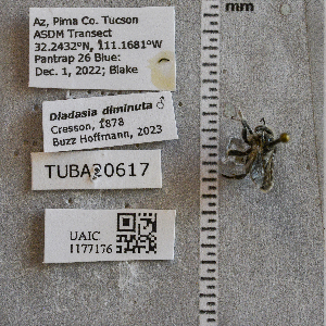  ( - UAIC1177176)  @11 [ ] CC BY (2025) Arizona-Sonora Desert Museum Arizona-Sonora Desert Museum