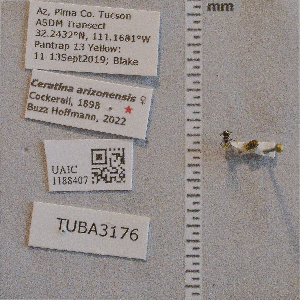  ( - UAIC1188407)  @11 [ ] CC BY (2025) Arizona-Sonora Desert Museum Arizona-Sonora Desert Museum