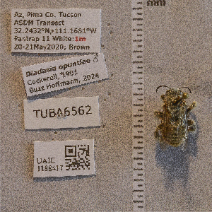  ( - UAIC1188417)  @11 [ ] CC BY (2025) Arizona-Sonora Desert Museum Arizona-Sonora Desert Museum