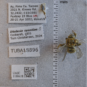  ( - UAIC1188418)  @11 [ ] CC BY (2025) Arizona-Sonora Desert Museum Arizona-Sonora Desert Museum