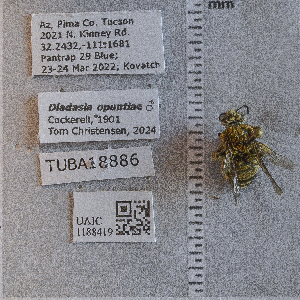  ( - UAIC1188419)  @11 [ ] CC BY (2025) Arizona-Sonora Desert Museum Arizona-Sonora Desert Museum