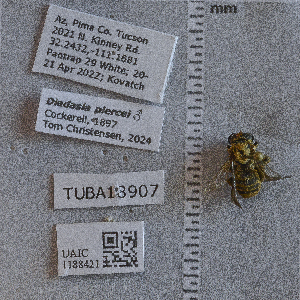  (Diadasia piercei - UAIC1188421)  @11 [ ] CC BY (2025) Arizona-Sonora Desert Museum Arizona-Sonora Desert Museum