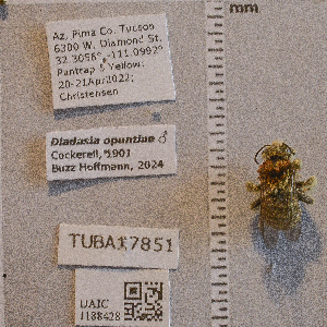  ( - UAIC1188428)  @11 [ ] CC BY (2025) Arizona-Sonora Desert Museum Arizona-Sonora Desert Museum