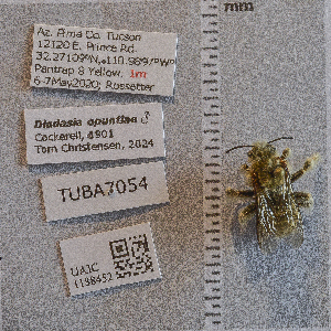  ( - UAIC1188452)  @11 [ ] CC BY (2025) Arizona-Sonora Desert Museum Arizona-Sonora Desert Museum