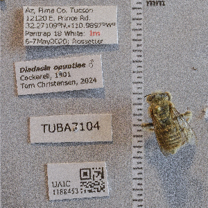  (Eucerinae - UAIC1188453)  @11 [ ] CC BY (2025) Arizona-Sonora Desert Museum Arizona-Sonora Desert Museum