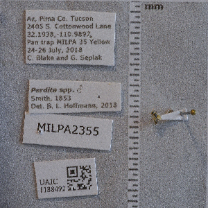  ( - UAIC1188492)  @11 [ ] CC BY (2025) Arizona-Sonora Desert Museum Arizona-Sonora Desert Museum