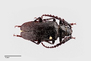  (Prionus heroicus - UAIC1125706)  @11 [ ] by (2021) Wendy Moore University of Arizona Insect Collection