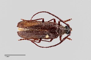  ( - UAIC1125710)  @11 [ ] by (2021) Wendy Moore University of Arizona Insect Collection