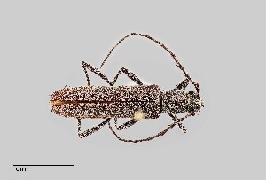  (Aneflus prolixus fisheri - UAIC1125737)  @11 [ ] by (2021) Wendy Moore University of Arizona Insect Collection