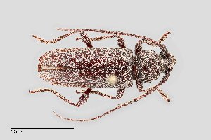  ( - UAIC1125750)  @11 [ ] by (2021) Wendy Moore University of Arizona Insect Collection