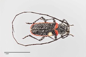  (Metaleptus batesi - UAIC1125765)  @11 [ ] by (2021) Wendy Moore University of Arizona Insect Collection