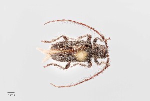  (Poliaenus nuevoleonis - UAIC1125776)  @11 [ ] by (2021) Wendy Moore University of Arizona Insect Collection