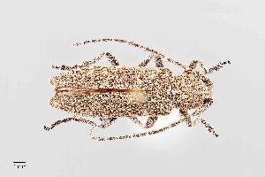  (Ataxia hubbardi - UAIC1125777)  @11 [ ] by (2021) Wendy Moore University of Arizona Insect Collection