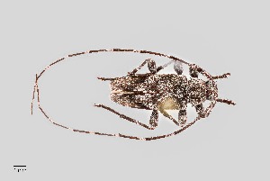  (Eutrichillus neomexicanus - UAIC1125784)  @11 [ ] by (2021) Wendy Moore University of Arizona Insect Collection