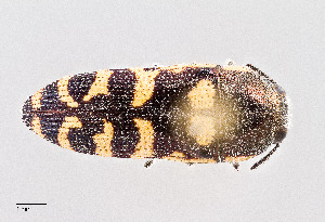  (Acmaeodera alicia - UAIC1125794)  @11 [ ] by (2021) Wendy Moore University of Arizona Insect Collection