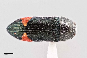  (Acmaeodera bivulnera - UAIC1125801)  @11 [ ] by (2021) Wendy Moore University of Arizona Insect Collection