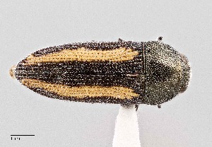  (Acmaeodera cazieri - UAIC1125802)  @11 [ ] by (2021) Wendy Moore University of Arizona Insect Collection