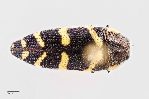  (Acmaeodera convicta - UAIC1125804)  @11 [ ] by (2021) Wendy Moore University of Arizona Insect Collection