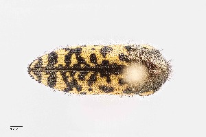  ( - UAIC1125806)  @11 [ ] by (2021) Wendy Moore University of Arizona Insect Collection