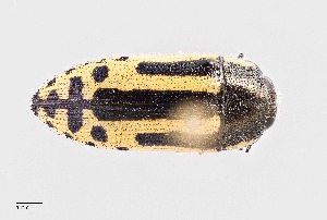 ( - UAIC1125814)  @11 [ ] by (2021) Wendy Moore University of Arizona Insect Collection