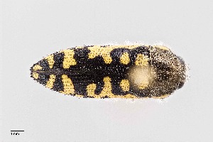  (Acmaeodera solitaria - UAIC1125815)  @11 [ ] by (2021) Wendy Moore University of Arizona Insect Collection