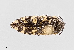  ( - UAIC1125816)  @11 [ ] by (2021) Wendy Moore University of Arizona Insect Collection