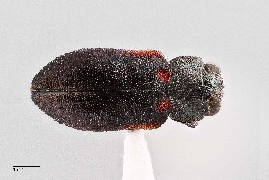  (Chrysobothris axillaris - UAIC1125832)  @11 [ ] by (2021) Wendy Moore University of Arizona Insect Collection